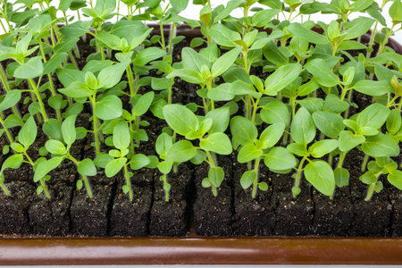 Growing snapdragon flower seedlings in soil blocks. Air pruning means that the initial roots slightly dry out and stop outward growth, which spurs secondary root development.の写真素材