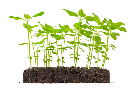 Growing snapdragon flower seedlings in soil blocks. Air pruning means that the initial roots slightly dry out and stop outward growth, which spurs secondary root development.の写真素材