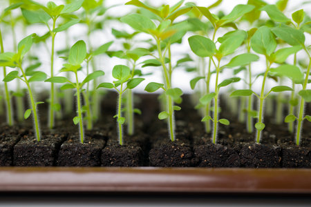 Growing snapdragon flower seedlings in soil blocks. Air pruning means that the initial roots slightly dry out and stop outward growth, which spurs secondary root development.の写真素材