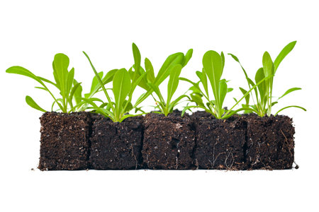Growing statice flower seedlings in soil blocks. Air pruning means that the initial roots slightly dry out and stop outward growth, which spurs secondary root development.の写真素材