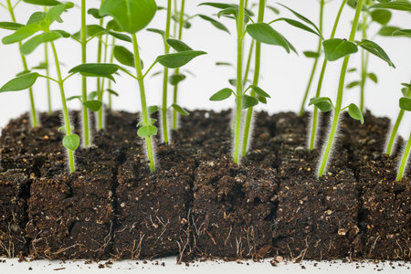 Growing snapdragon flower seedlings in soil blocks. Air pruning means that the initial roots slightly dry out and stop outward growth, which spurs secondary root development.の写真素材