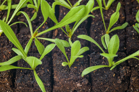 Growing statice flower seedlings in soil blocks. Air pruning means that the initial roots slightly dry out and stop outward growth, which spurs secondary root development.の写真素材