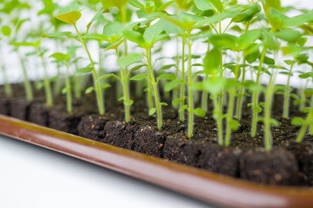 Growing snapdragon flower seedlings in soil blocks. Air pruning means that the initial roots slightly dry out and stop outward growth, which spurs secondary root development.の写真素材
