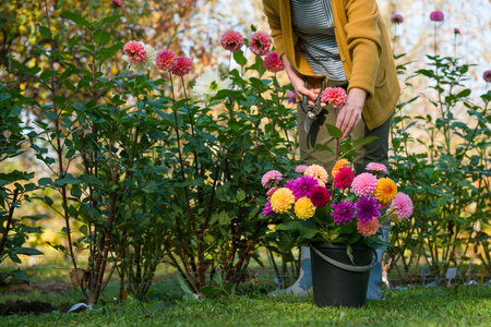 Gardener harvesting dahlia blooms. Woman with pruning shears and a bucket full of beautiful dahlia flowers. Growing cut flowers. Flower farming.の写真素材
