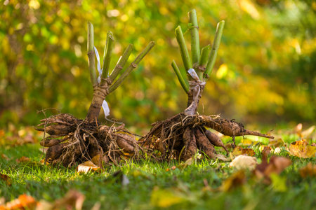 Freshly lifted dahlia plant tubers. Digging up dahlia tubers, cleaning and preparing them for winter storage. Autumn gardening jobs. Overwintering dahlia tubers.の写真素材