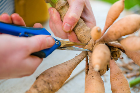 Gardener dividing dahlias. Freshly lifted and washed clump of dahlia tubers being divided. Pruning...
