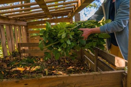 Composting and sustainable organic gardening. Female gardener putting green garden plant waste into...