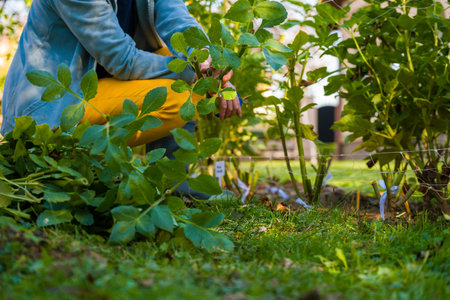 Woman using pruning shears to cut back dahlia plant foliage before digging up the tubers for winter...