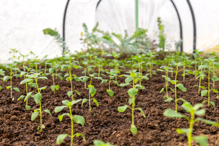 Young snapdragon flower seedlings growing in a low polytunnel. DIY low temperatures garden crop protection. Extending growing season with floating row covers.の写真素材