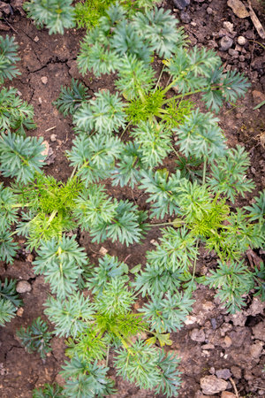 Young larkspur plants growing in a flower bed, top view. Consolida flower seedlings.の写真素材