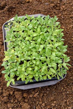 Young matthiola incana or stock flower seedlings growing in a seedling tray. Healthy stock seedlings ready to be planted in a flowerbed.の写真素材