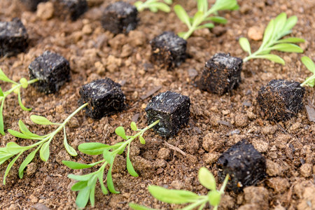 Young matthiola flower seedlings in soil blocks laid out on a flower bed ready for spring planting.の写真素材