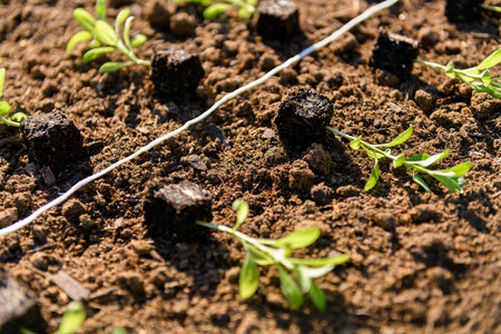 Young matthiola flower seedlings in soil blocks laid out on a flower bed ready for spring planting.の写真素材