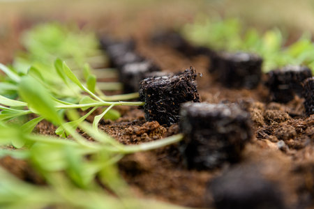 Young matthiola flower seedlings in soil blocks laid out on a flower bed ready for spring planting.