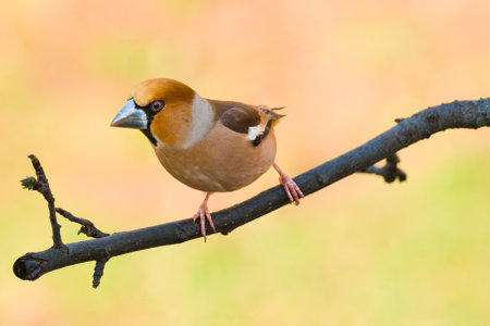 Hawfinch. Coccothraustes coccothraustes. Perched hawfinch isolated close up.の写真素材