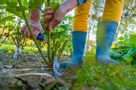 Woman using pruning shears to cut back dahlia plant foliage before digging up the tubers for winter...