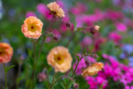 Geum Mai Tai. Stunning apricot toned frilly geum mai tai flowers.