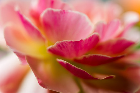 Ranunculus flower macro. Close up of ranunculus asiaticus flower petals.の写真素材