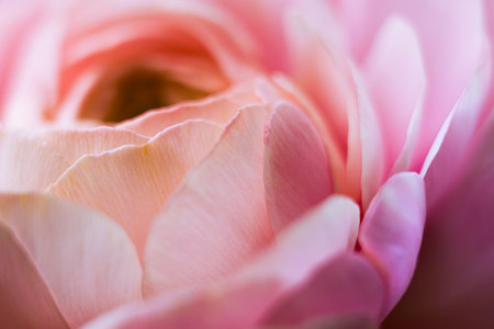 Ranunculus flower macro. Close up of ranunculus asiaticus flower petals.