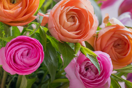 Ranunculus spring bouquet. Beautiful multi colored fresh flower arrangement. Birthday bouquet made of ranunculus photographed outdoors.の写真素材