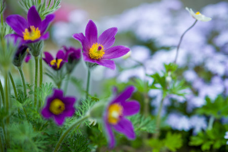 Purple Pasqueflower, Pulsatilla vulgaris close up.