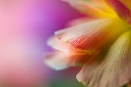 Ranunculus flower macro. Close up of ranunculus asiaticus flower petals.