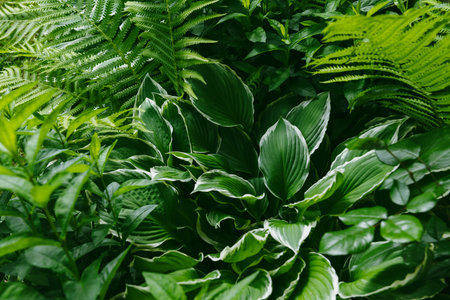 Green ornamental garden plants background. Lush fern and hosta leaves foliage.の写真素材