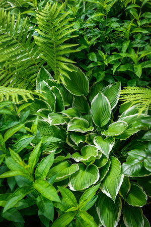 Green ornamental garden plants background. Lush fern and hosta leaves foliage.の写真素材