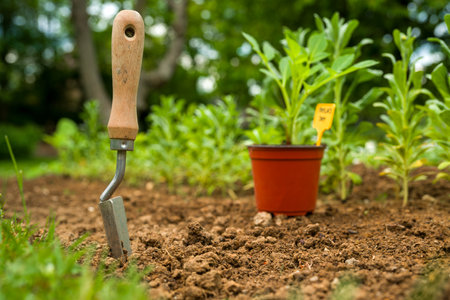 Planting dahlia plants in a flowerbed. Planting presprouted dahlia tubers in a flowerbed.の写真素材