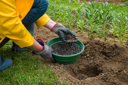 Preparing soil for planting, fertilizing with compressed chicken manure pellets. Organic soil fertiliser. Eco friendly gardening.の写真素材