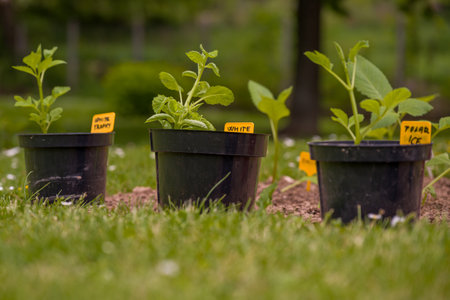 Potted presprouted dahlia tubers. Planting dahlia plants in a flowerbed. Planting presprouted dahlia tubers.の写真素材