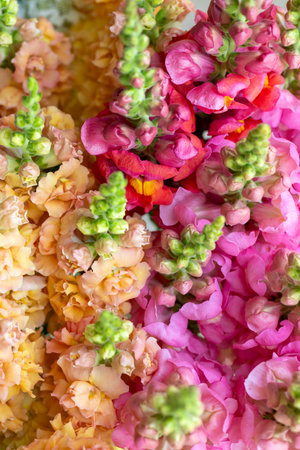 Close up of freshly cut snapdragon flowers in various colors. Pastel colored snaps flowers. Snapdragon blooms detail shot.の写真素材