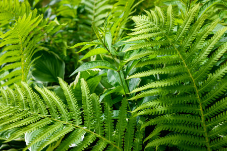 Lush fern leaves foliage. Green ornamental garden plants background.の写真素材