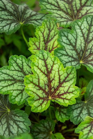 Heuchera foliage close up. Heuchera americana Green Spice. Coral bells, alumroot.の写真素材