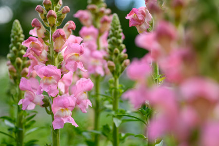 Beautiful pastel pink snapdragons. Snaps close up. Pink snapdragon flowers close up background.の写真素材
