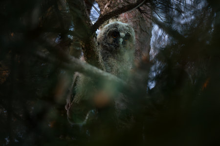 Long eared owl chick. Young owlet portrait.の写真素材