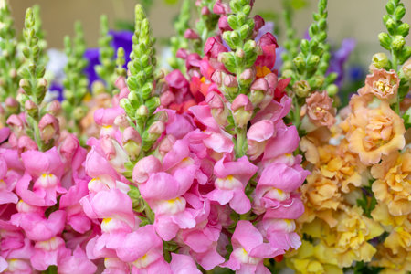 Close up of freshly cut snapdragon flowers in various colors. Pastel colored snaps flowers. Snapdragon blooms detail shot.の写真素材