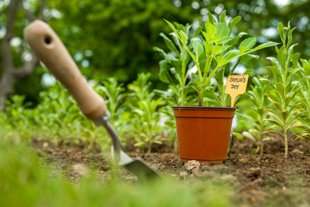 Planting presprouted plants in a flowerbed.の写真素材