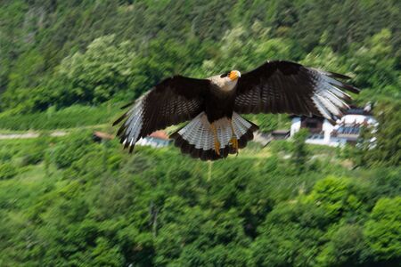 bird of prey in flightの写真素材