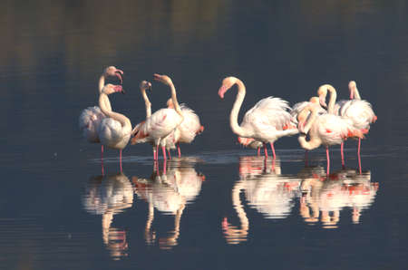Pink flamingosの写真素材