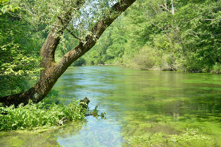 Chalk stream Friulianの写真素材
