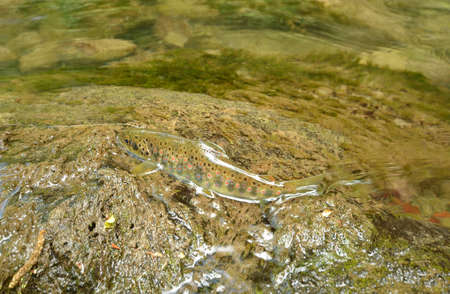 Brown Troutの写真素材