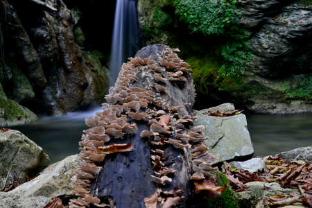 Torrente Sambre Florenceの写真素材