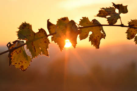 vineyard at sunsetの写真素材