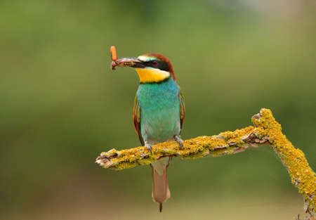Bee eaterの写真素材