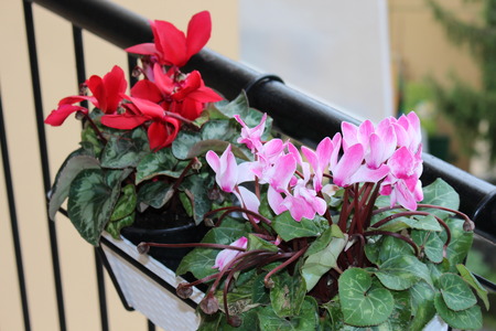 cyclamens plant close up の写真素材