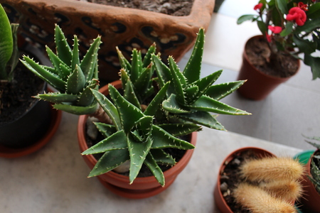 succulent plant の写真素材