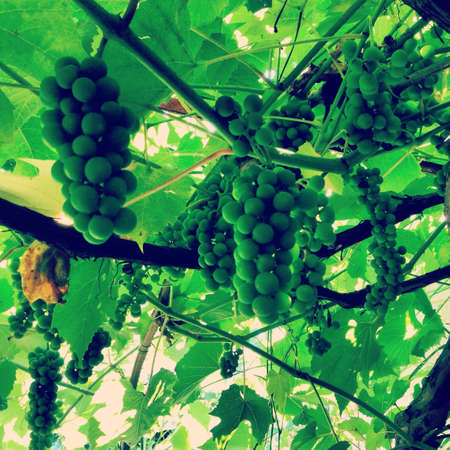 Green grapes hanging on vine with the light coming troughtの素材
