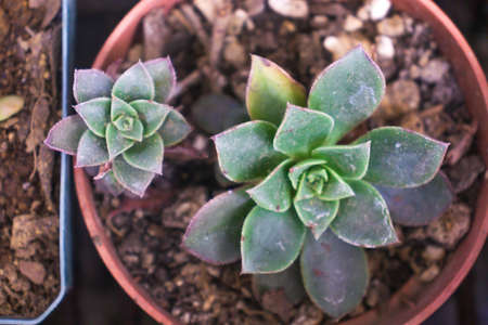 beautiful succulent plants in a plant pot in the sunlight