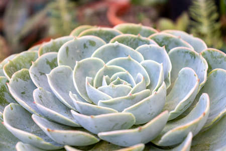 beautiful succulent plants in a plant pot in the sunlightの写真素材